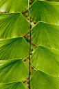 leaf > maidenhair fern frond