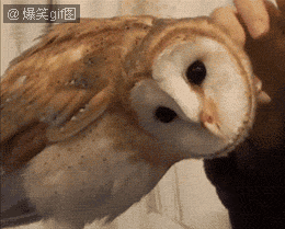 猫头鹰的头可以旋转270度。你们感受一下...