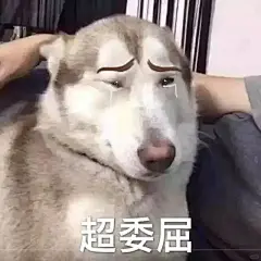 狗子表情包 - 小红书