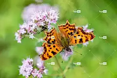 蝴蝶 昆虫 翅膀 花朵 花壁纸 授粉 花卉背景 花瓣 盛开