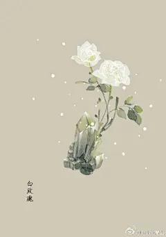 #365天生日花# 7月17日 白玫瑰 (White Rose) 
花语 ：尊敬
