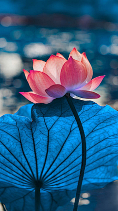 韦小娟采集到花