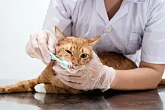 点击来源直接获取大图文件 |用牙刷清洁猫的牙齿