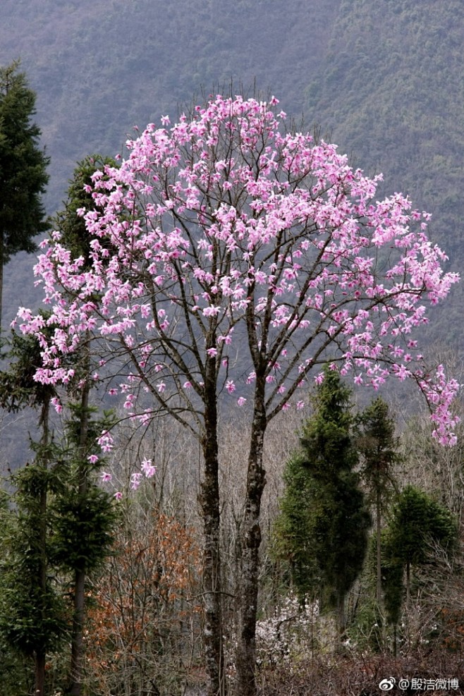 中国最美的高山花卉康定木兰magnoliadawsonianarehdwils676767
