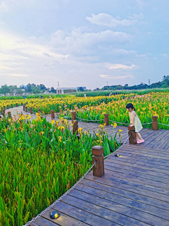 xingjianshikun采集到花海设计