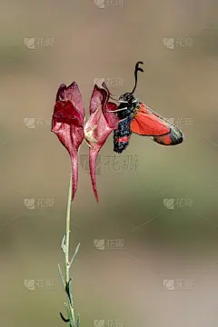 在自然环境中夜间活动的蝴蝶