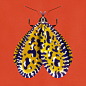Color Moths-彩蛾---酷图编号1347750