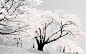 雪树 – Banner设计欣赏