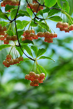 鱿小鱼鱼鱼采集到植物花卉