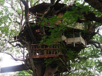 树屋_百度图片搜索
