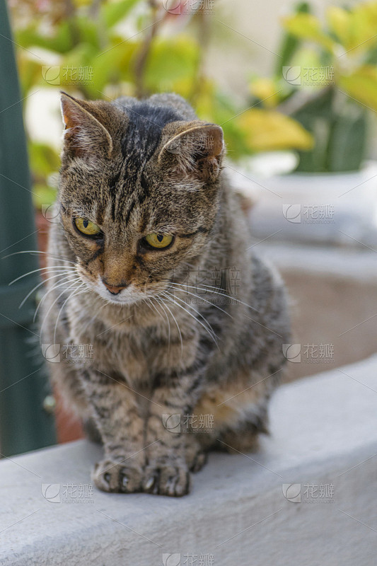 户外,可爱的,猫,相机,垂直画幅,动物扑击,爪子,动物身体部位,图像,前景聚焦