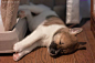 酣睡的狗狗 主题摄影欣赏 狗 汪星人 宠物摄影 宠物 可爱 
