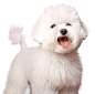 比熊6