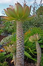 Aeonium hierrense - impressive red-edged, long-leaved rosettes to 30” across atop thick, tropicalesque stalks to 3’ tall. After 3 or more years, it bursts into a pyramidal head of pink & white starry blooms.