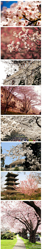 旅游达人：#武汉#武汉大学，又是一年樱花开。在走在樱花大道、在樱花的“海洋”里漫步踏青，你们想去吗？