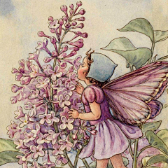 鹰眼龙雨采集到Cicely Mary Barker 画师