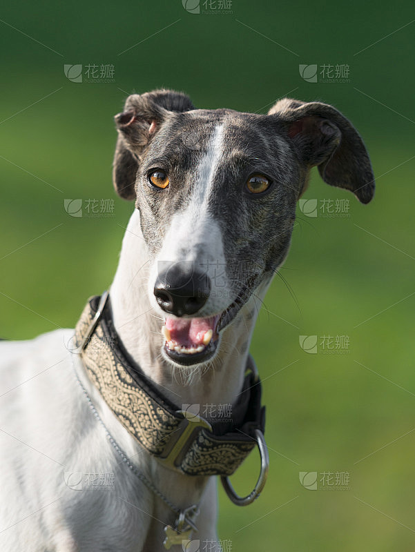 雌西班牙灵缇犬