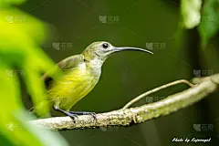 小Spiderhunter