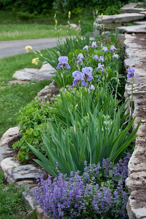 Rock wall with Iris ...