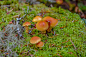 Mushrooms by Rony Chidiac on 500px