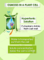 diagram showing details plant cell