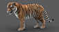 Tiger, Massimo Righi : A few images of the updated Tiger asset. Straight forward rendering with a diffuse skydome light (no HDRI) Maya/Arnold/Shave and a haircut.