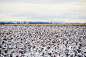 昆士兰州奥基准备收割的棉花田,Cotton fields ready for harvesting in Oakey, Queensland - 图虫创意-全球领先正版素材库-Adobe Stock中国独家合作伙伴