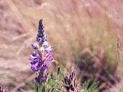 紫色火山土花