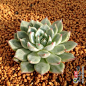 林赛 Echeveria lindsayan