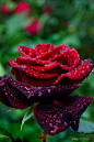 Red rose 