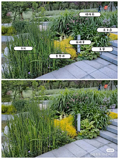 Sea53采集到景观-植物配置