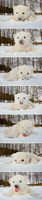 邪恶女帝林老师：小北极熊第一年见到下雪好欢乐呀~~！