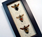3-bombus-bumblebees-queens-2 8565