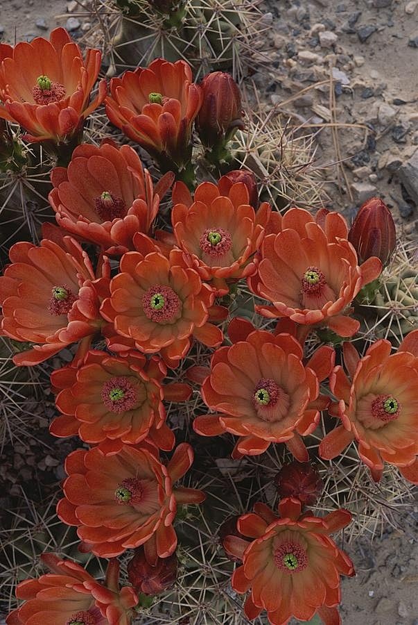 Claret Cup Cactus Fl...