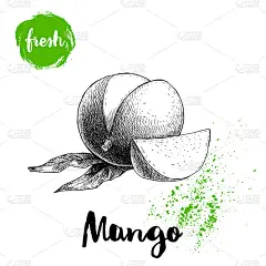 芒果水果素描风格矢量插图。手绘海报。带有叶子和薄片的异国水果。复古插图孤立在白色背景。