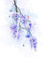 紫藤萝和灯笼 | 花夕颜 - 原创作品 - 涂鸦王国插画