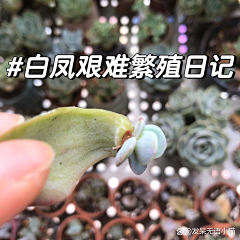 用户34gcG0t5采集到白凤