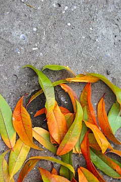 桃子落叶。秋天的壁纸。秋季的本性。落叶。黄色、橙色和红色的叶子。农场。村庄。农村。公园。自然背景。
