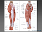 速写解剖腿部-肌肉