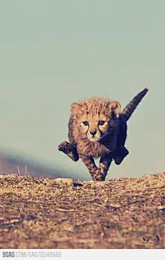 Amazing Baby Cheetah.