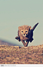 Amazing Baby Cheetah.“我是豹，不是喵”