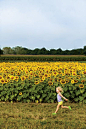 Sunflowers: