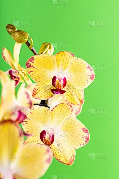 兰花花黄色绽放