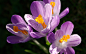 Crocus。番红花。