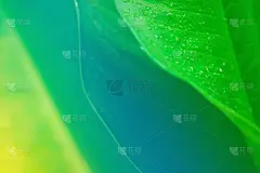 露水,绿色,叶子,抽象,春天,背景,雨,自然,壁纸,放松