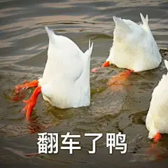 一组“冲鸭”表情包  超可爱的  晚安鸭~ ​​​​