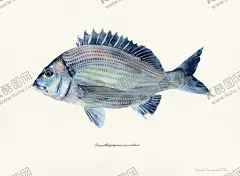 海洋鱼类水彩插画 【酷图网】油画,颜料涂鸦,花纹拼接,金鱼,海洋鱼类,海鲜,欧美水彩,插画,小清新,植物,动物手绘,装饰画,北欧风格,抽象画,风格绘画,参考素材,装饰画芯,艺术画,鱼类,图片,虾,贝壳,海洋生物,热带鱼,五彩斑斓