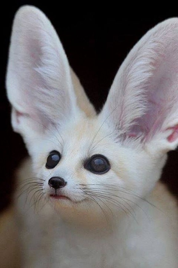 Fennec Fox | Cutest ...