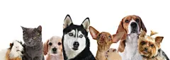 点击来源直接获取大图文件 |Group of cute pets on white background. Banner design