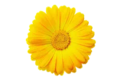 花朵PNG素材 透明素材图 鲜花png免抠图素材